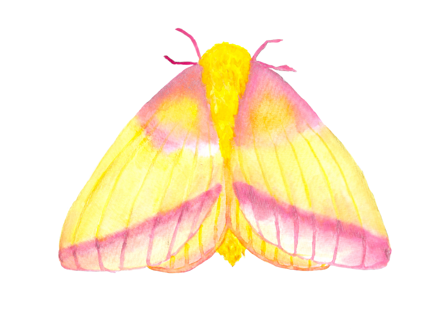 Rosy Maple Moth Print