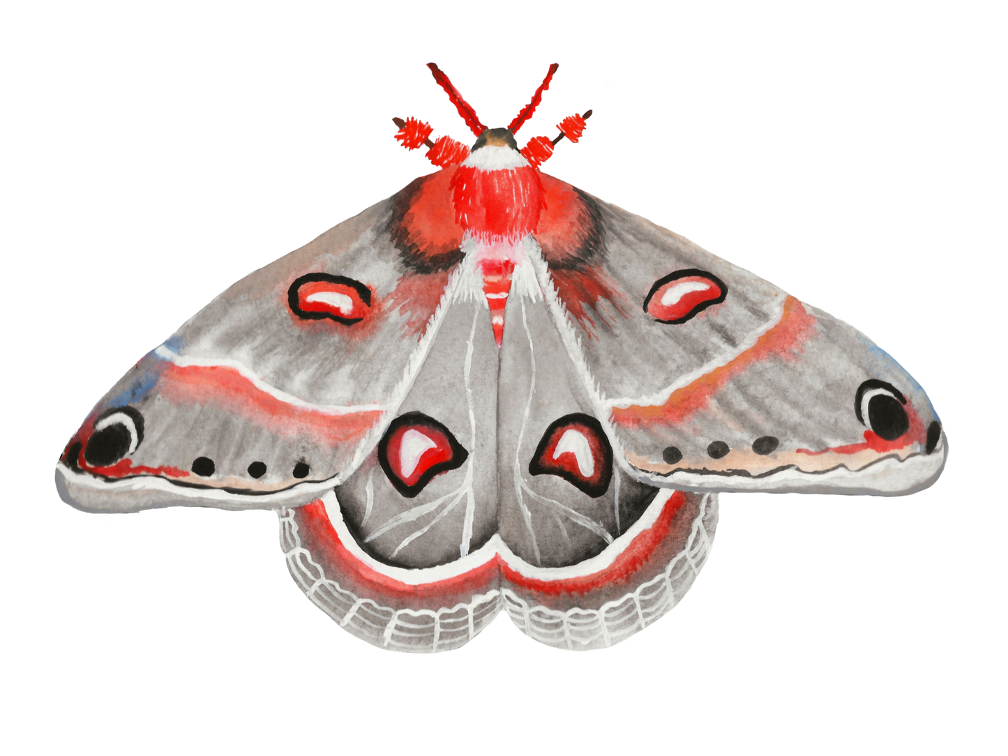 Cecropia Moth Print