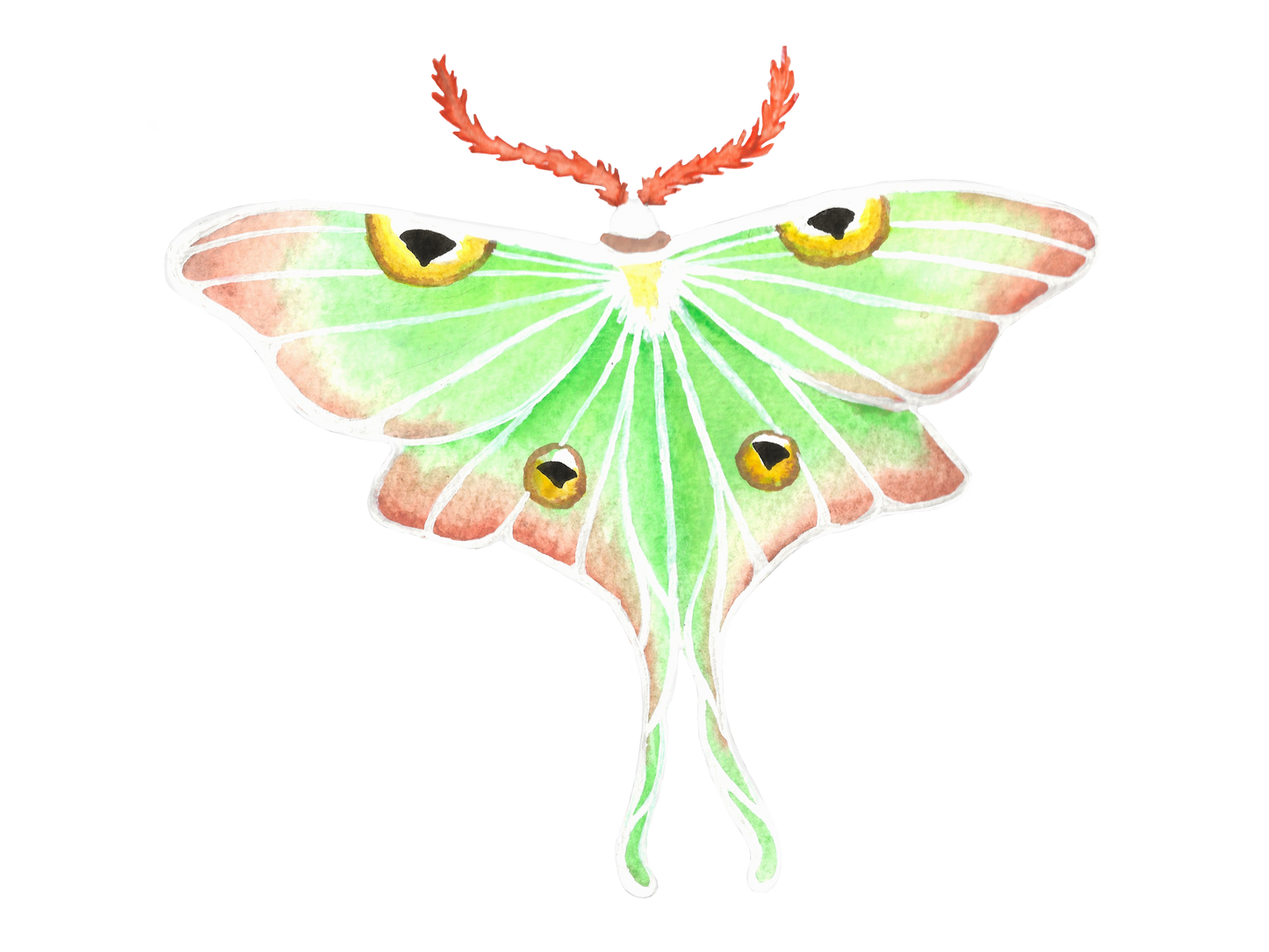 Lunar Moth Print